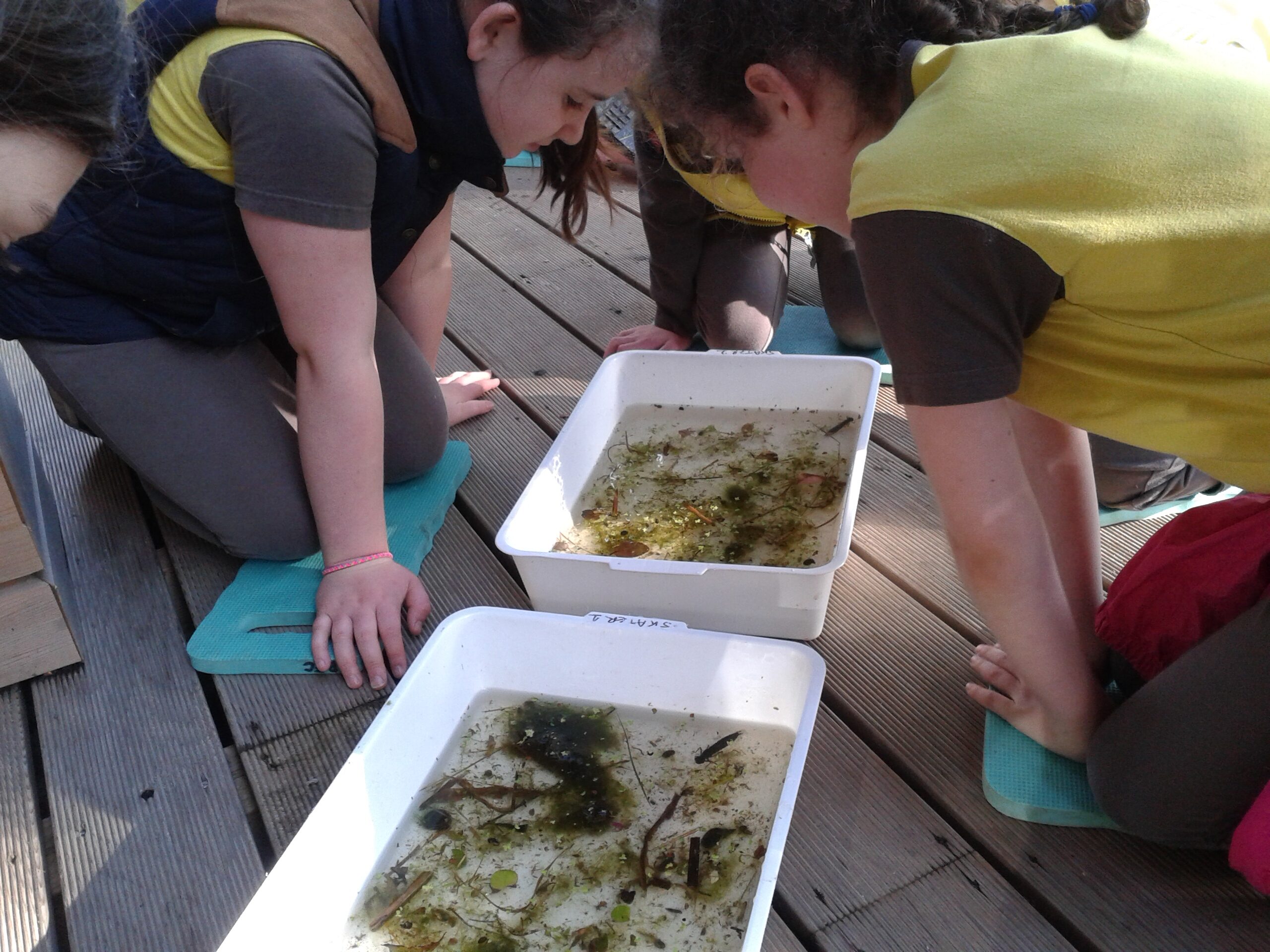 Brownies at the Barnet Countryside Centre 2016