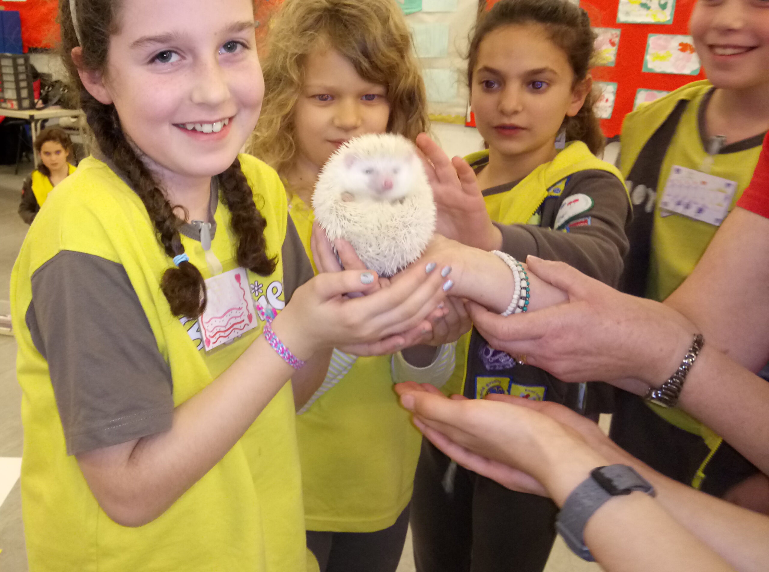 Brownies Learn About Hedgehogs 2017