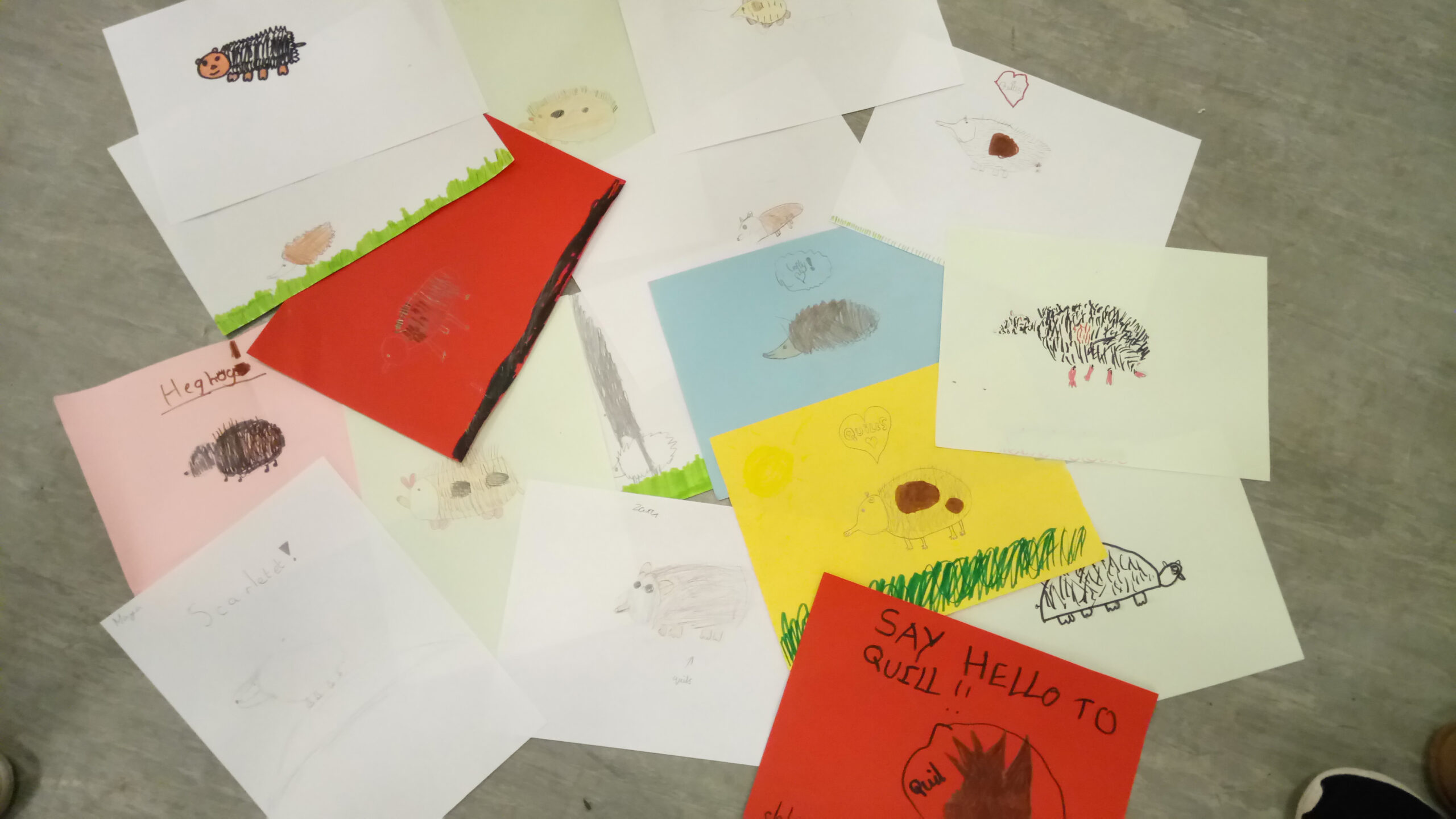 Brownies Learn About Hedgehogs 2017